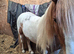 Champ cob cross Welsh