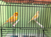 2026 yellow dimorphic pair