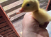 14 pekin/cherry valley day old ducklings.