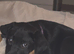 9 week old female puppy