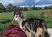 Kittens for sale