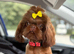 Stunning Imperial Shihtzu Puppies