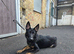 Female Black&Tan German Shepherd