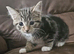 10 week old kittens