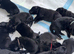 KC German shepherd puppies