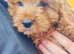 The 3 little ladys ready now F1b Red cavapoo