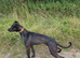 Lurcher Male