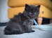 Black Smoke Ragcoon Kittens