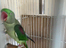 Beautiful Alexandrian for sale