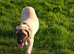 Beautiful English mastiff