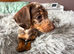 4 female dachshunds