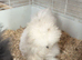 Silkie growers - grey / paint