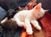 1 female 1 male kitten left!