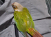 Conure