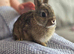 Stunning tiny netherland dwarf buck