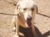 URGENT - LEON