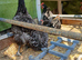 4 x chickens