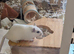4 month old white male gerbil