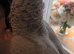 Tame African grey male