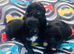 cocker spaniel puppies