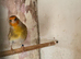 Mule Canary
