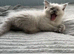Ready now Ragdolls