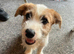 15 week old Jack Russel cross