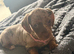 Beautiful dachshunds