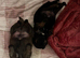 Red grizzle border terrier puppies