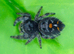 Jumping Spiders at Birmingham Reptiles