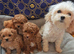 BEAUTIFUL F.1.B PUPPIES