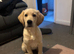 Girl pup