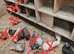 Racer cross pigeons