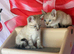 Blue eyed snow bengal