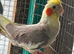 Last year cockatiels