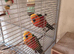 Pair of jenday conures