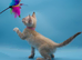 TICA Registered – Beautiful Snow Lynx Bengal Girls Available