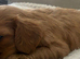 Kennel Club registered ruby Cavalier King Charles spaniel BOY puppies available. Parents both health tested.