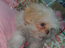 4 months shih tzu need gone today asap