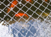 Goldfish