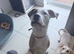 Female staffy/cane corso