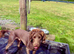 Gorgeous Chocolate Cocker Needs Permanent Loving Home