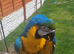 Blue and gold macaw