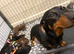 Dachshund puppies