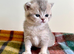 Blue Golden British Shorthair Female