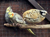 Breeding pair