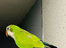 Tame Baby green Quaker talking Parrot
