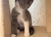 British shorthair kittens