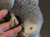 Super clever and Tame African Grey Parrot