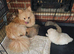 5 beautifull pomeranian baby's